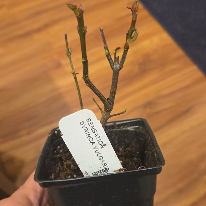 Photo of the plant species Sensation Lilac by @JoyousPetunia24 named Sproutacus on Greg, the plant care app
