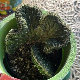 Photo of the plant species Opuntia Cylindrica Crest by @NiftyCrassula65 named Sage on Greg, the plant care app