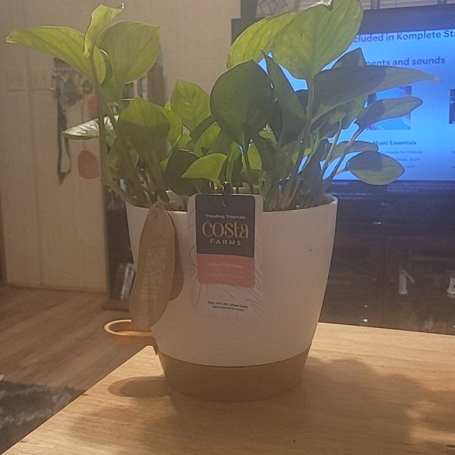 Photo of the plant species Lemon Top Pothos by @HighMoonwort71 named Stacy's baby on Greg, the plant care app