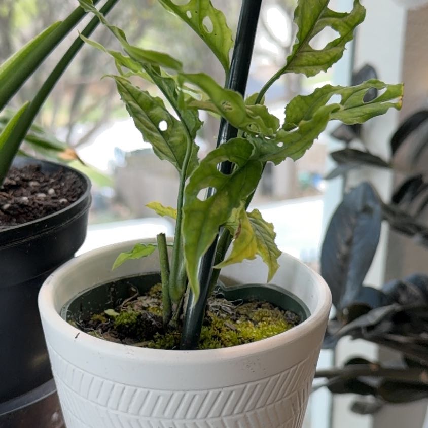Photo of the plant species obliqua peru by @Mistahape named Winston on Greg, the plant care app