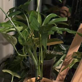 Photo of the plant species Monstera subpinnata by @Mistahape named Subpinnata on Greg, the plant care app