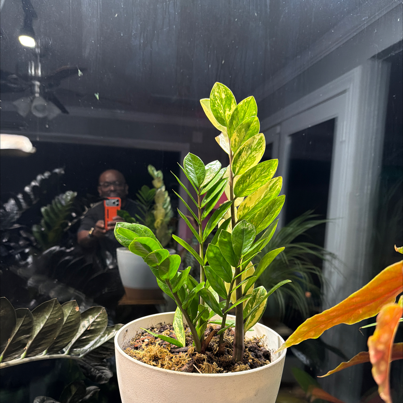 Photo of the plant species Variegated ZZ by @Mistahape named Samantha on Greg, the plant care app