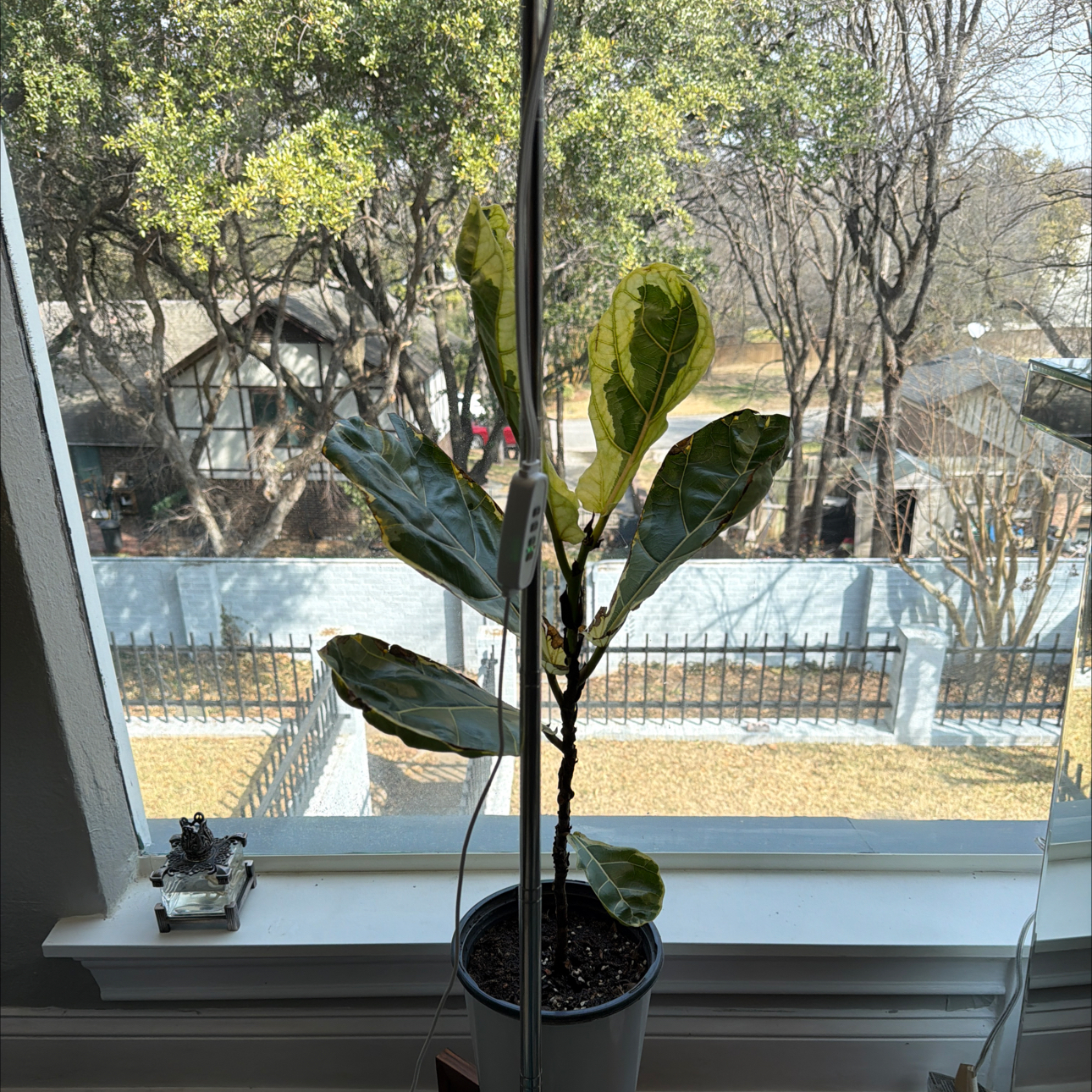 Photo of the plant species Variegated Fiddle Fig Leaf by @Mistahape named Doris on Greg, the plant care app