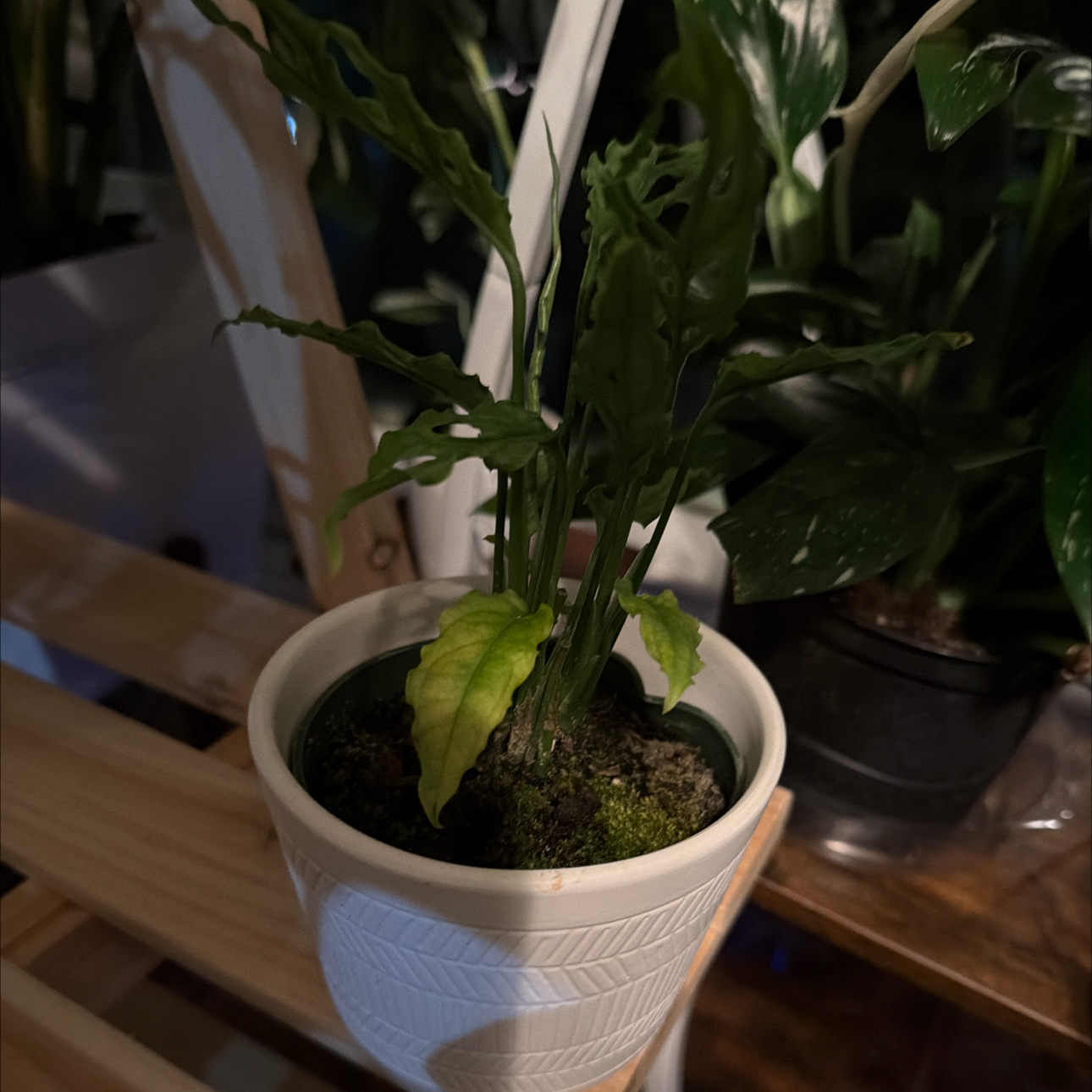 Photo of the plant species obliqua peru by @Mistahape named Treasure on Greg, the plant care app