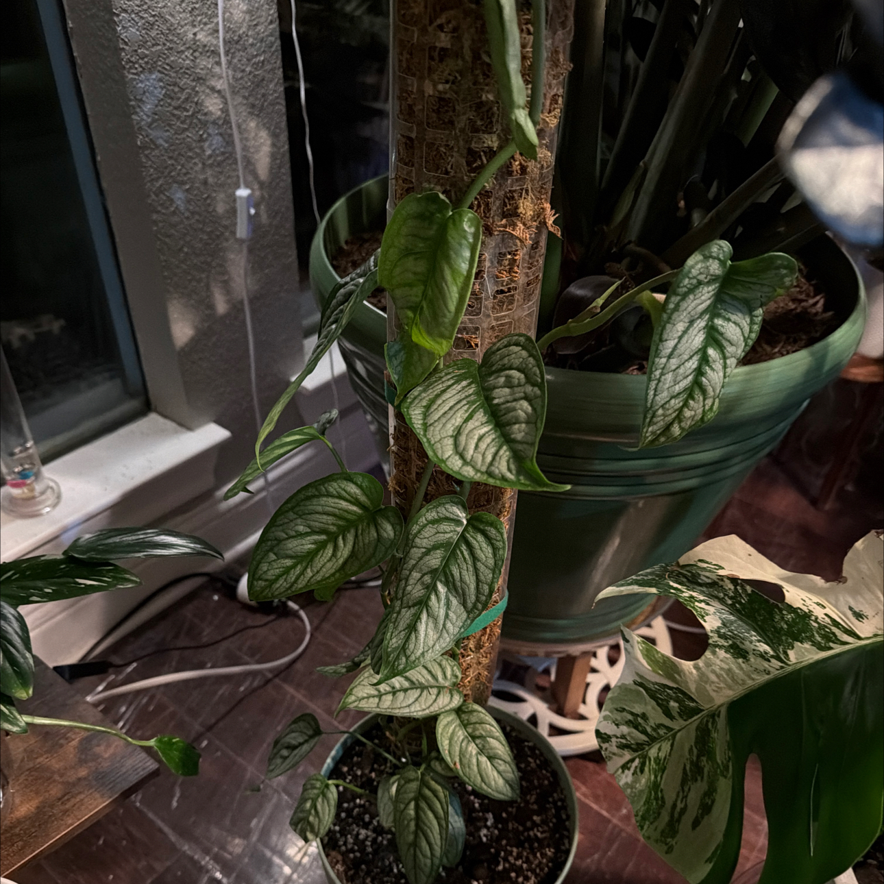 Photo of the plant species monstera siltepecanna by @Mistahape named Marvel on Greg, the plant care app