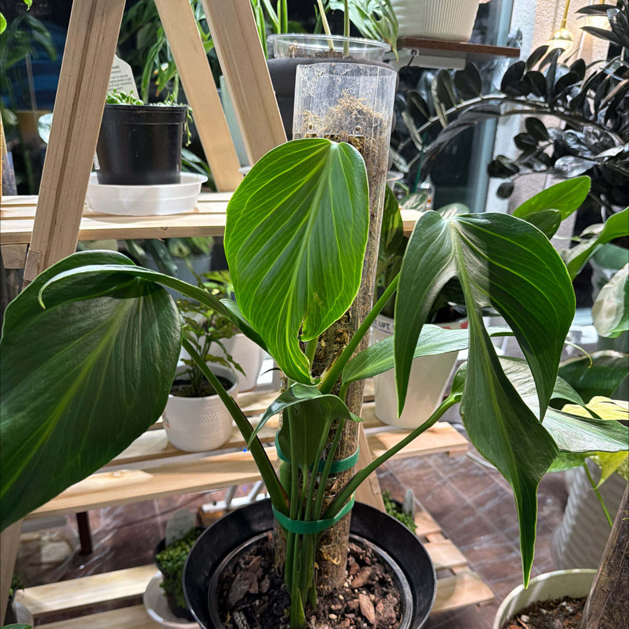 Photo of the plant species Monstera subpinnata by @Mistahape named Pinnata on Greg, the plant care app