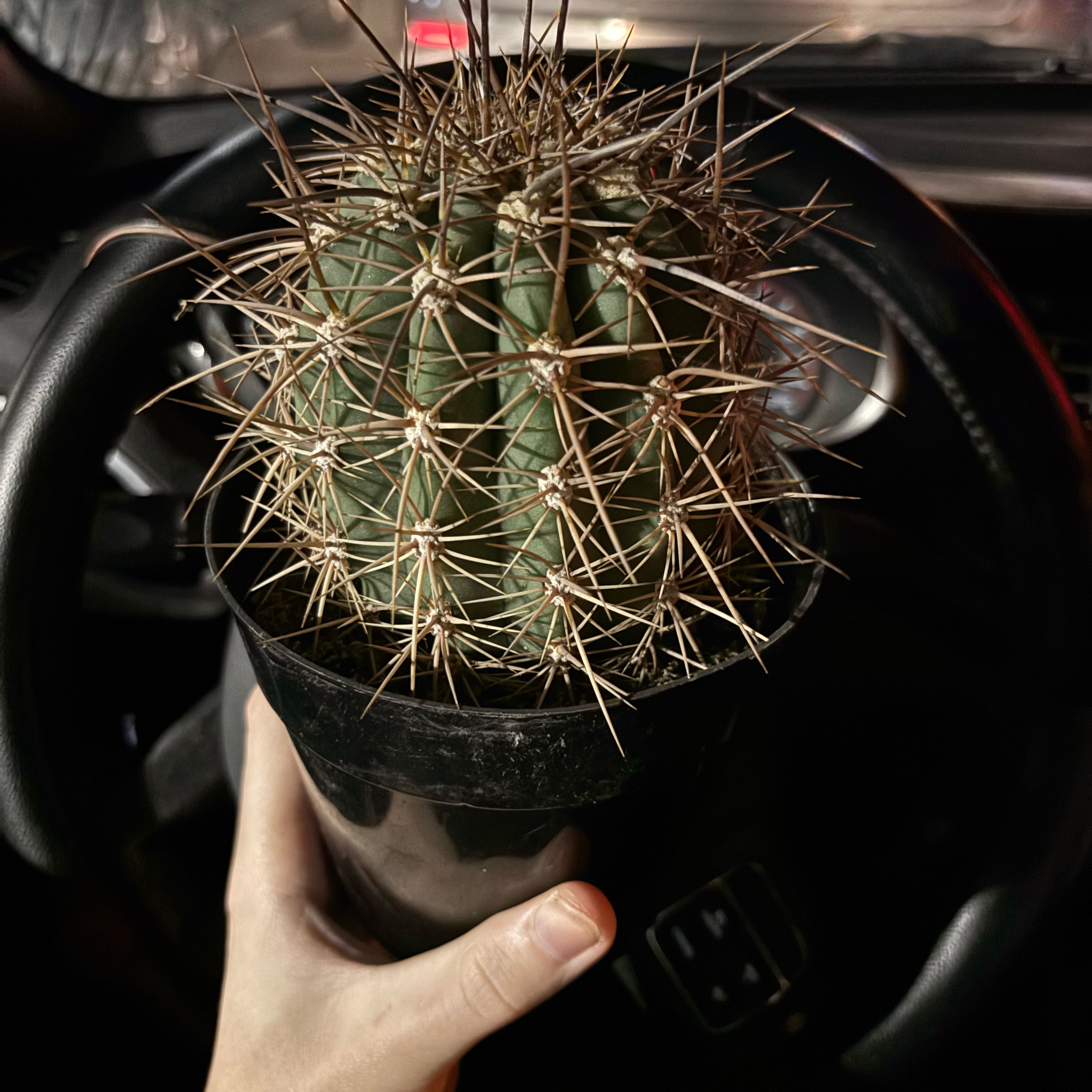Photo of the plant species Trichocereus tarijensis 'Poco' by @GratifiedFern58 named TBD on Greg, the plant care app