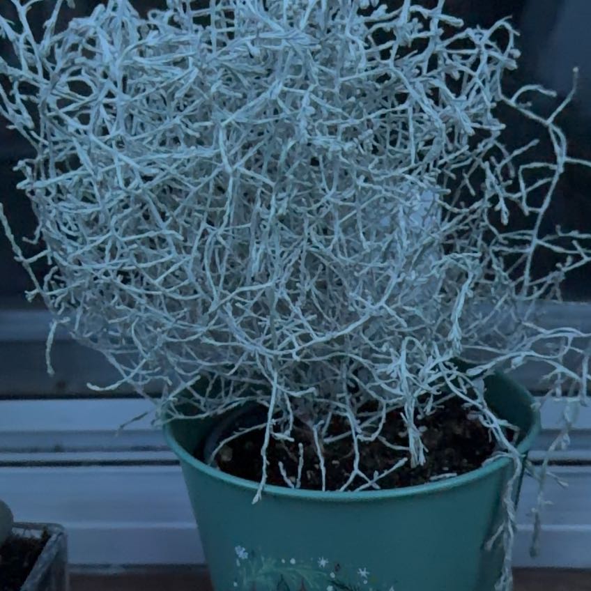 Photo of the plant species Leucophyta by @ArtisteRedsage7 named Sir Plancelot on Greg, the plant care app