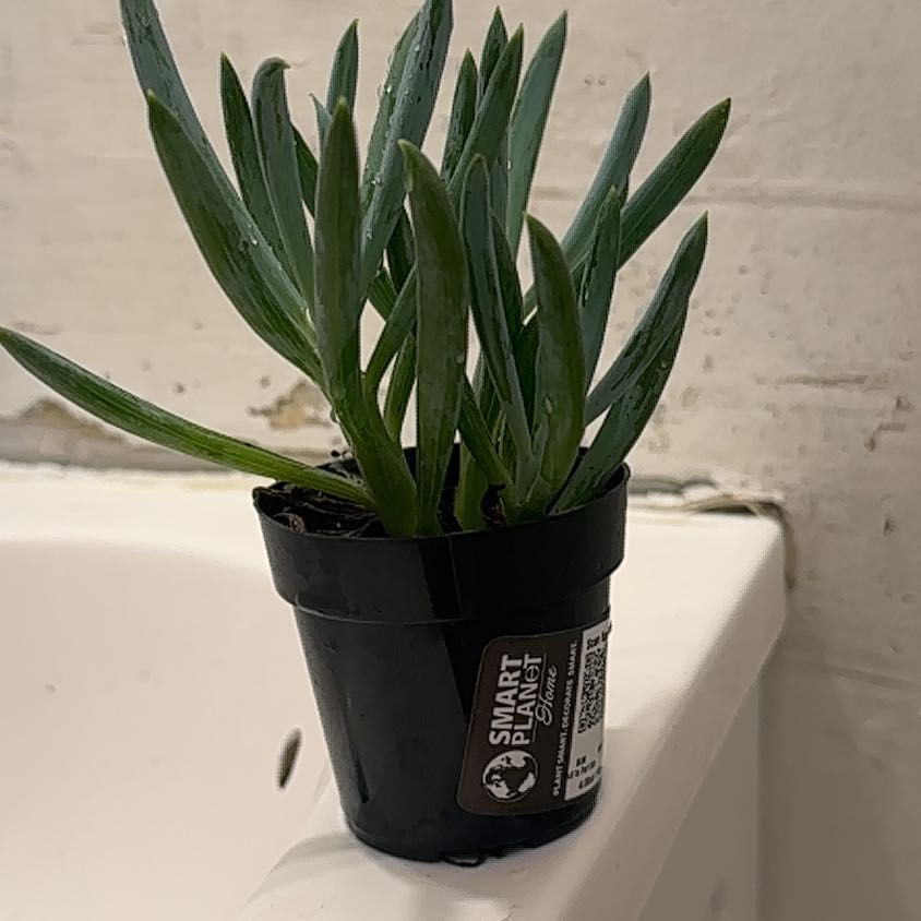 Photo of the plant species Blue Chalk Stick by @AceJiaogulan70 named Conejo on Greg, the plant care app