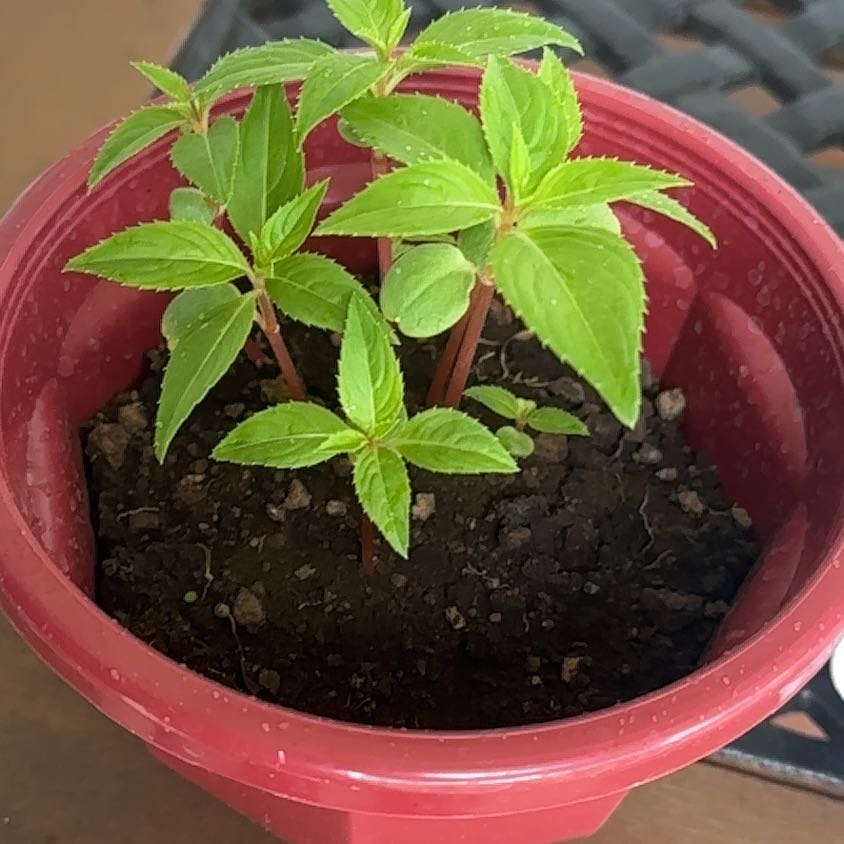 Photo of the plant species Balsam by @PurelyHenbane83 named My Baby on Greg, the plant care app
