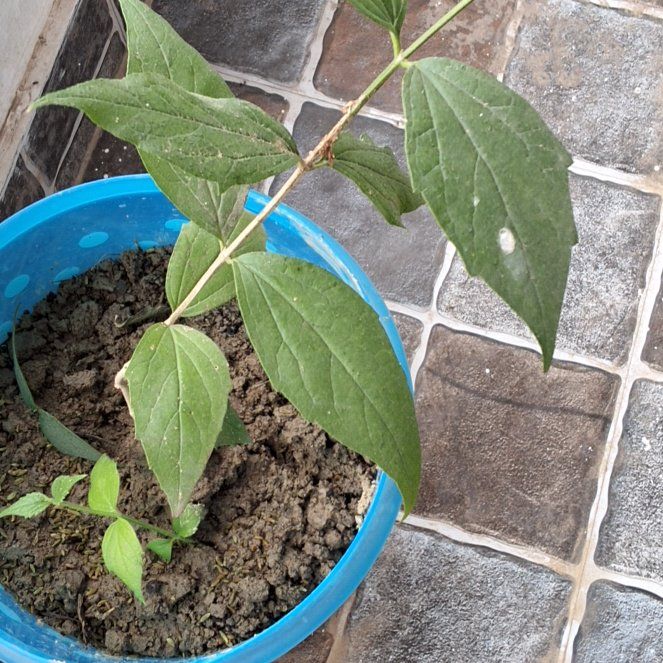 Photo of the plant species Beauty Bush by @LadyCactus73 named Orwell on Greg, the plant care app