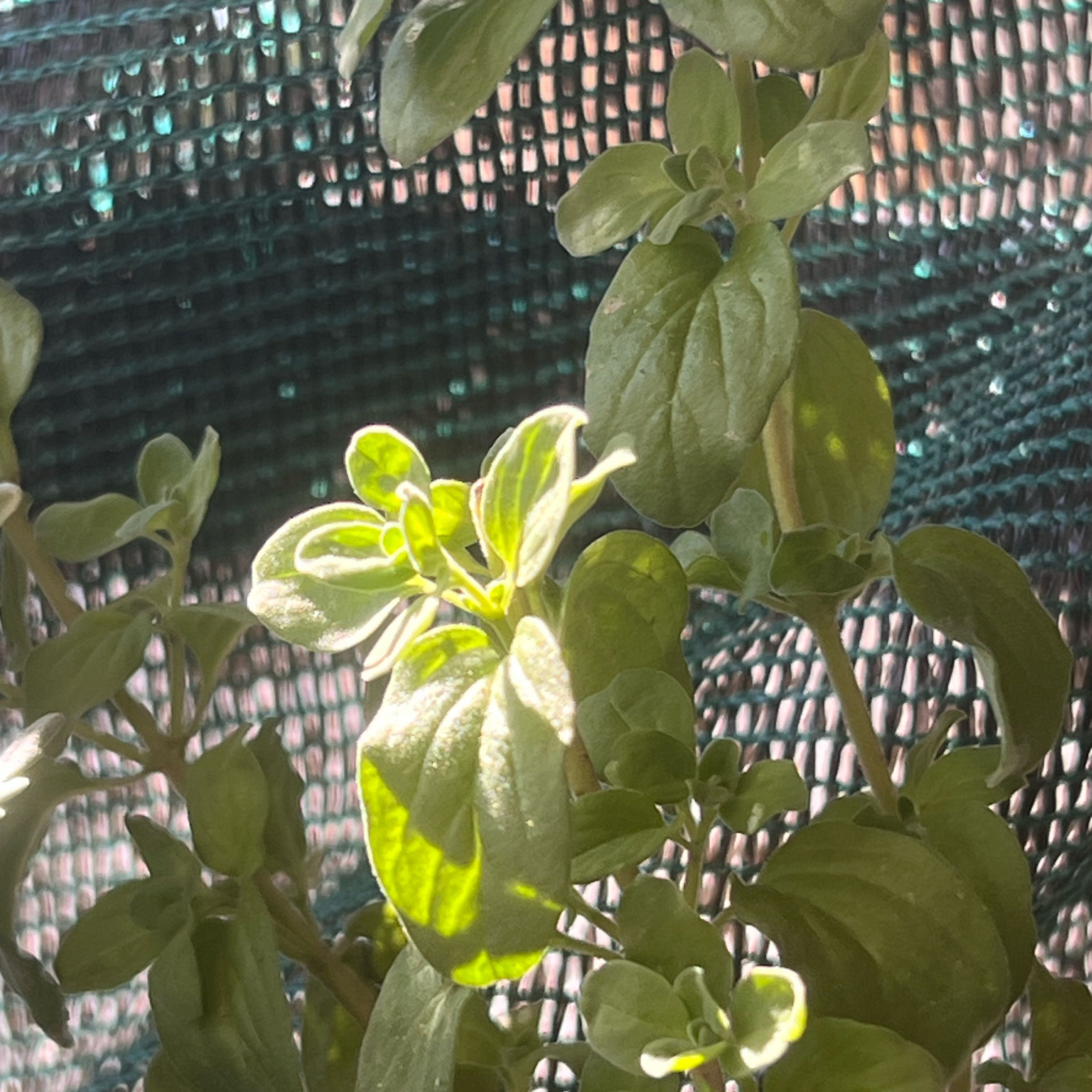 Photo of the plant species Marjoram by @BlingBling named Sanders on Greg, the plant care app