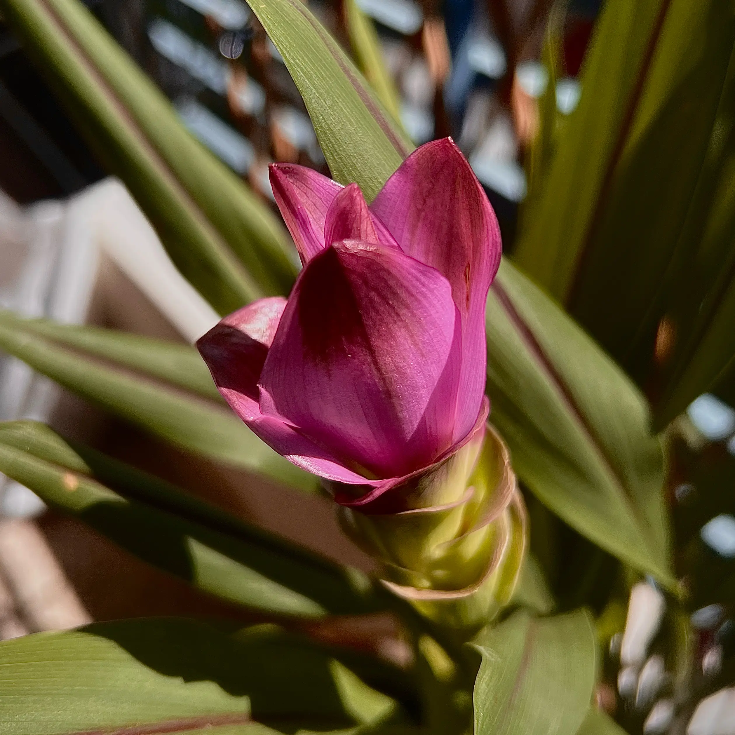 Photo of the plant species Curcuma 'Curleno' by @BlingBling named Beyonce on Greg, the plant care app