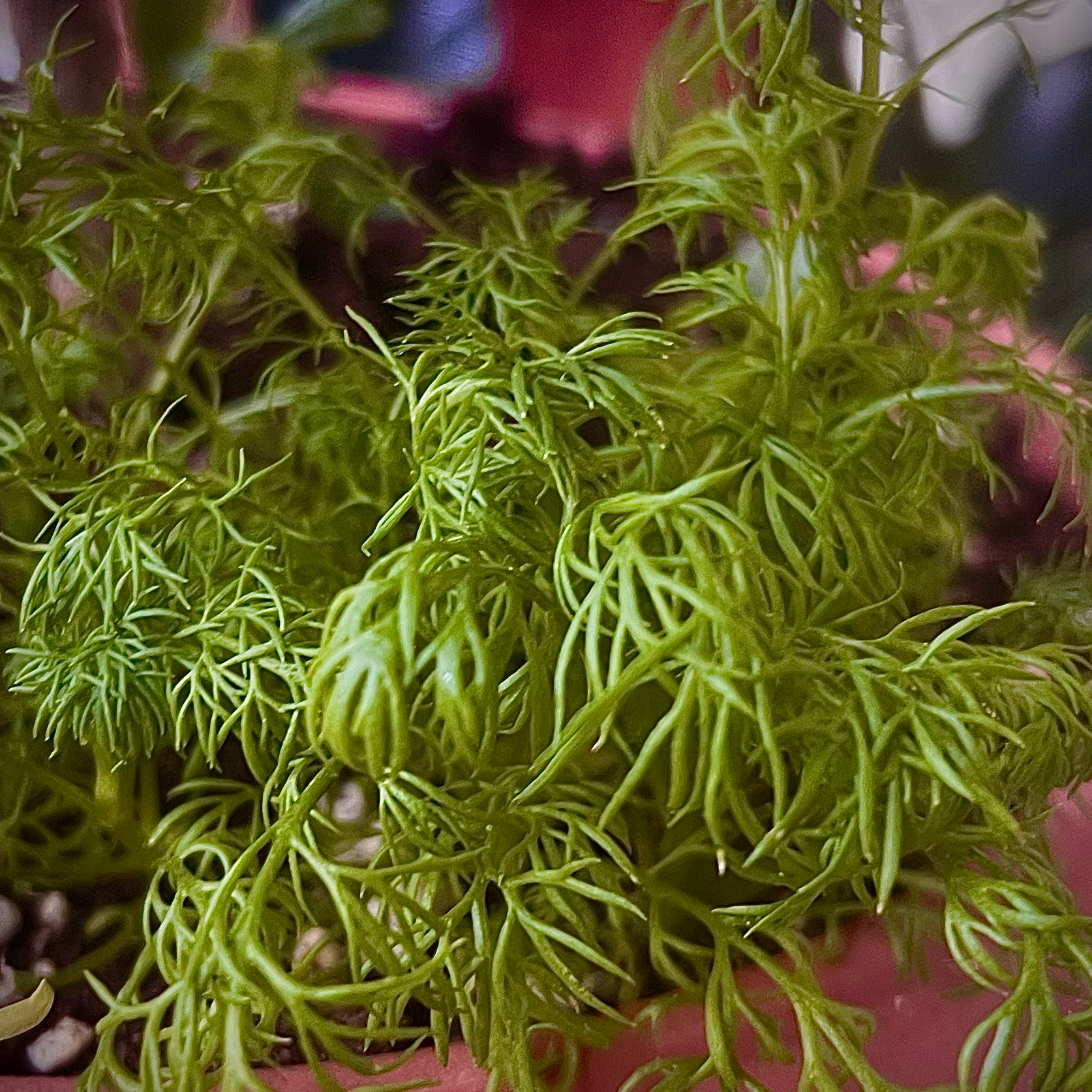 Photo of the plant species Chamomile by @BlingBling named LiloStitch on Greg, the plant care app
