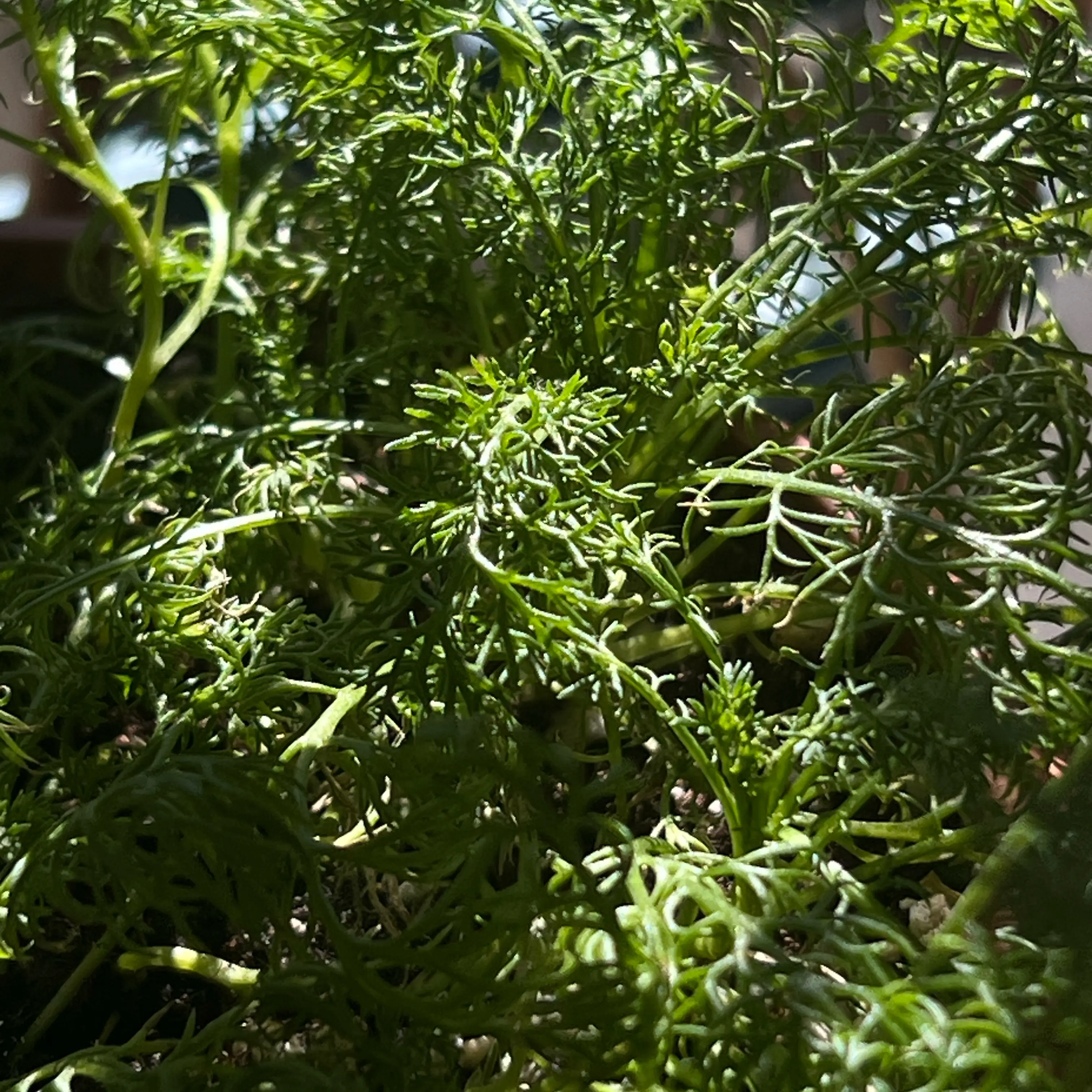 Photo of the plant species Chamomile by @Jujube named LiloStitch on Greg, the plant care app