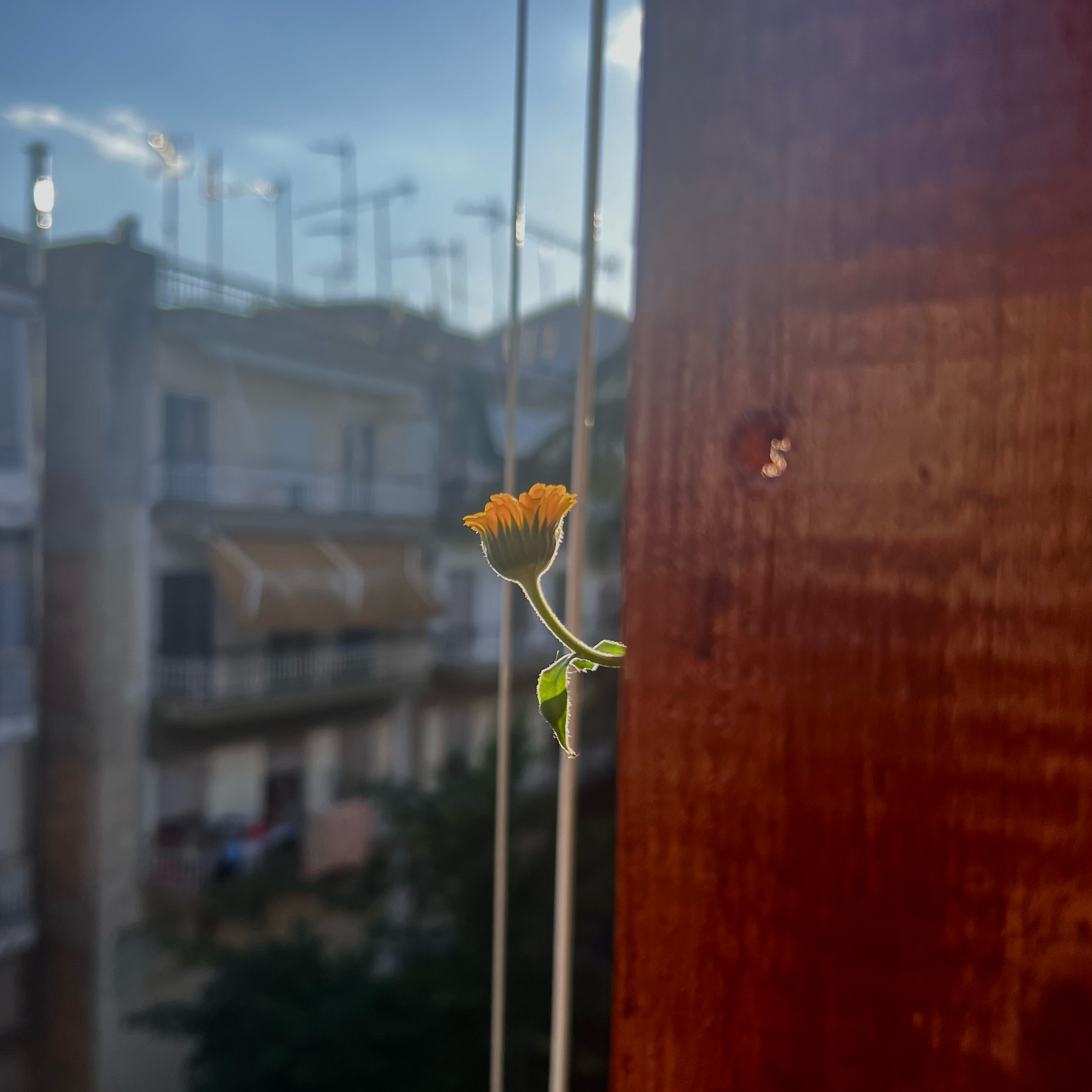 Photo of the plant species Marigold by @Jujube named Peekaboooo on Greg, the plant care app