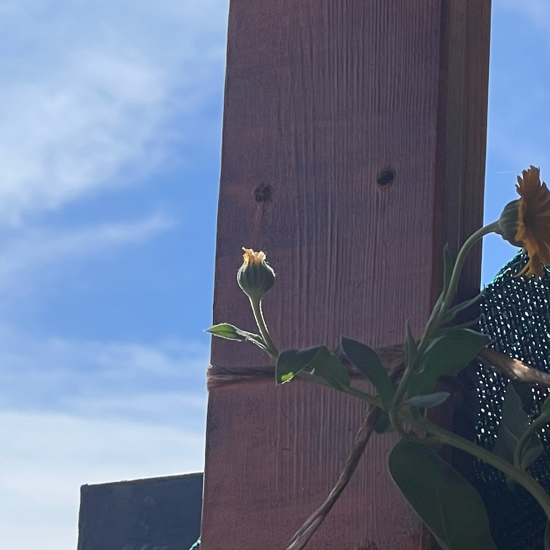 Photo of the plant species Marigold by @Jujube named Peekaboooo on Greg, the plant care app