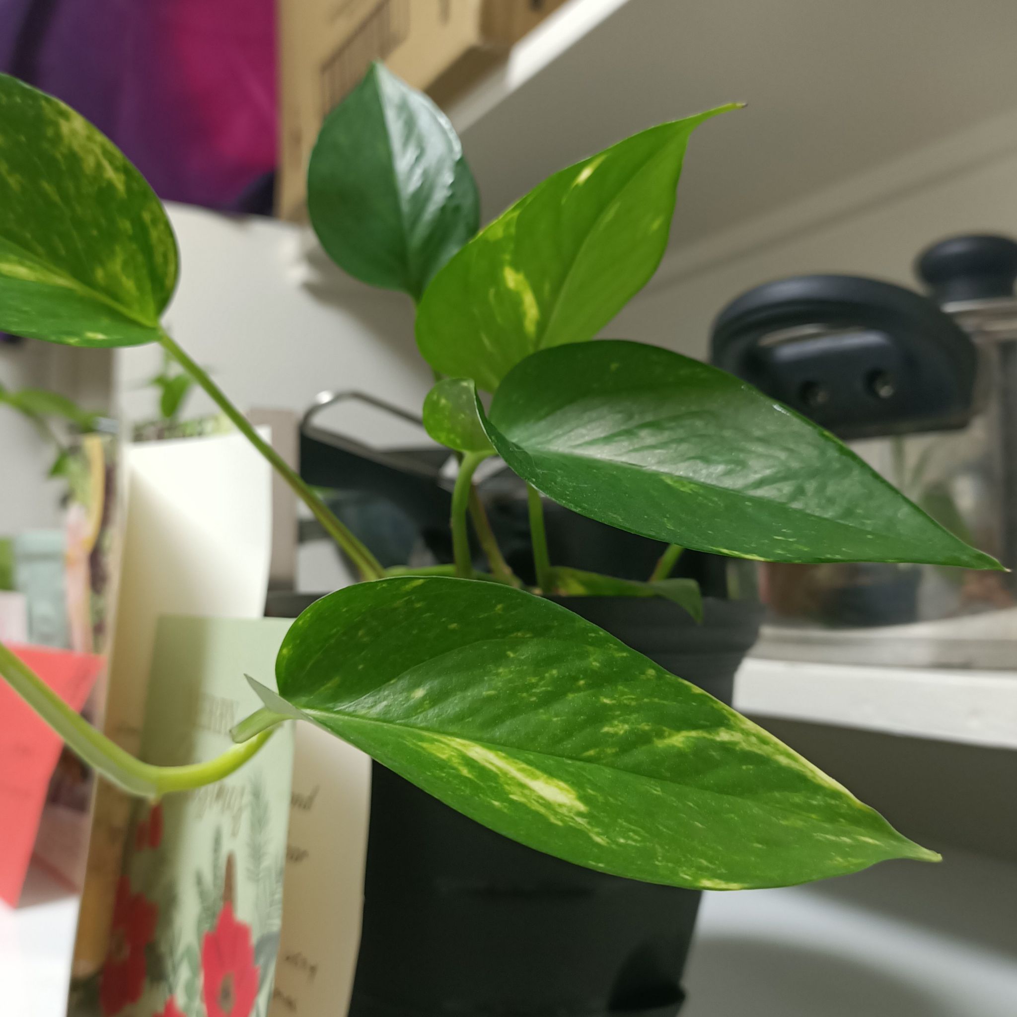 Photo of the plant species variagated pothos by @TrySeaorache21 named Terra on Greg, the plant care app