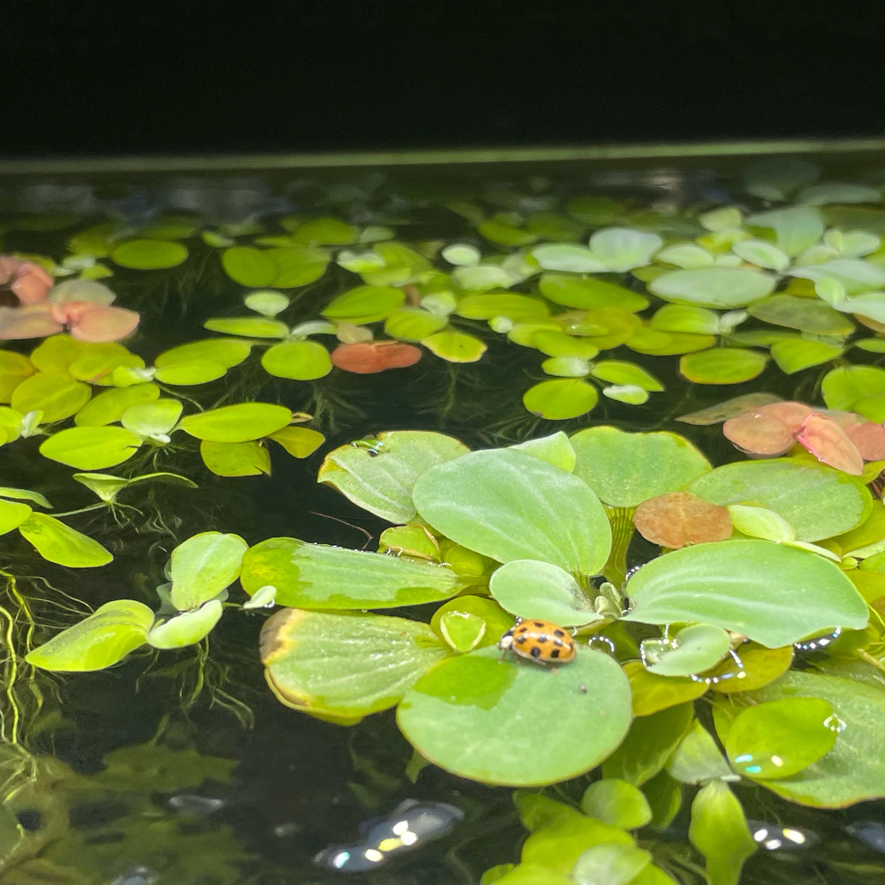 Photo of the plant species Water Lettuce by @SirPhalsa44 named Sonora on Greg, the plant care app
