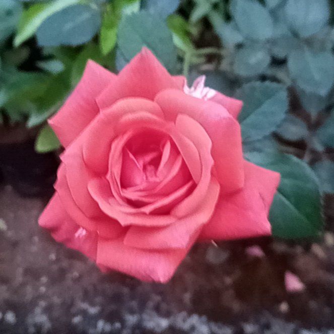 Photo of the plant species Hybrid Tea Rose by @Alu named Coco on Greg, the plant care app