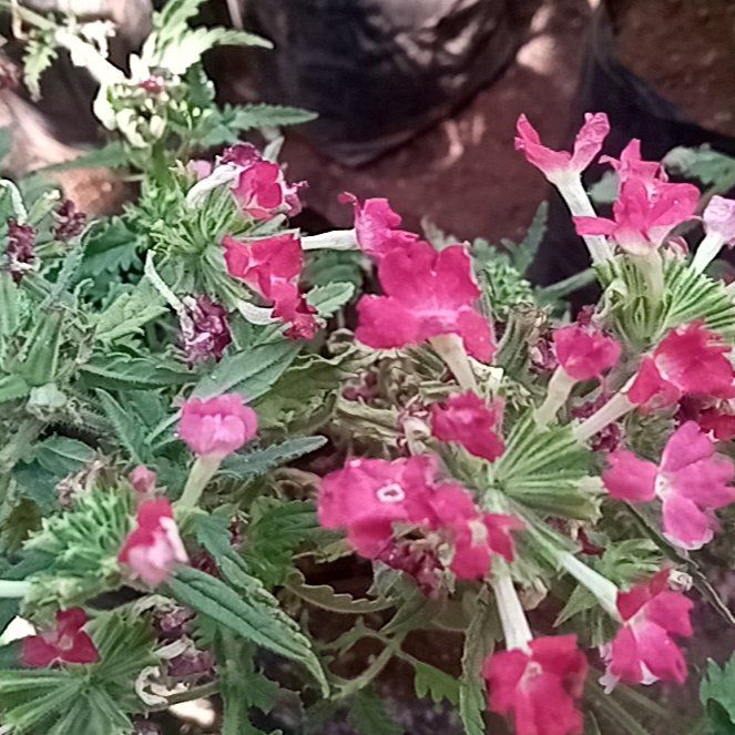 Photo of the plant species Garden Verbena by @Alu named Sonora on Greg, the plant care app