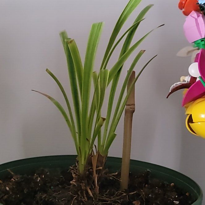 Photo of the plant species Tradescantia 'Sweet Kate' by @NationalAnise51 named Elle on Greg, the plant care app