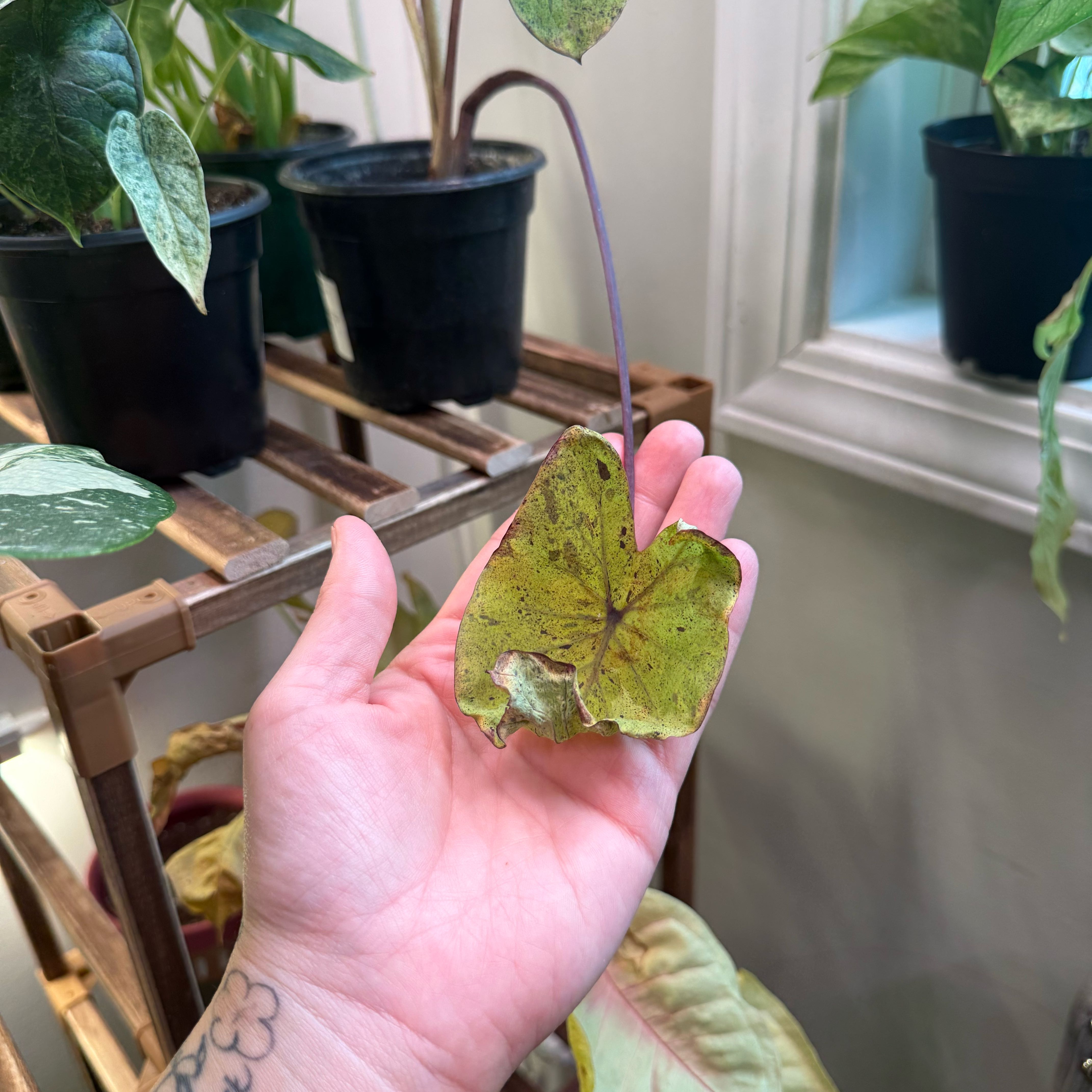 Photo of the plant species Mojito by @AdonicDewberry named Orwell on Greg, the plant care app