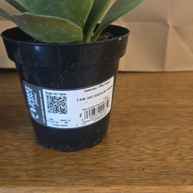 Photo of the plant species Kalanchoe 'Dragonfire' by @FairCoconut61 named Bigleef Smalls on Greg, the plant care app