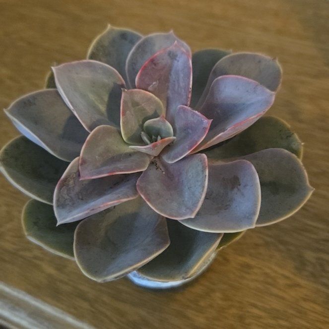 Photo of the plant species Red Sky Mexican Hen and Chicks by @FairCoconut61 named Ulysses S Plant on Greg, the plant care app