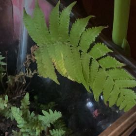 Photo of the plant species Male-Fern by @FabAlula88 named Girlfrond on Greg, the plant care app