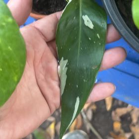 Photo of the plant species Lily 'White Prince' by @FabAlula88 named Sigmund on Greg, the plant care app