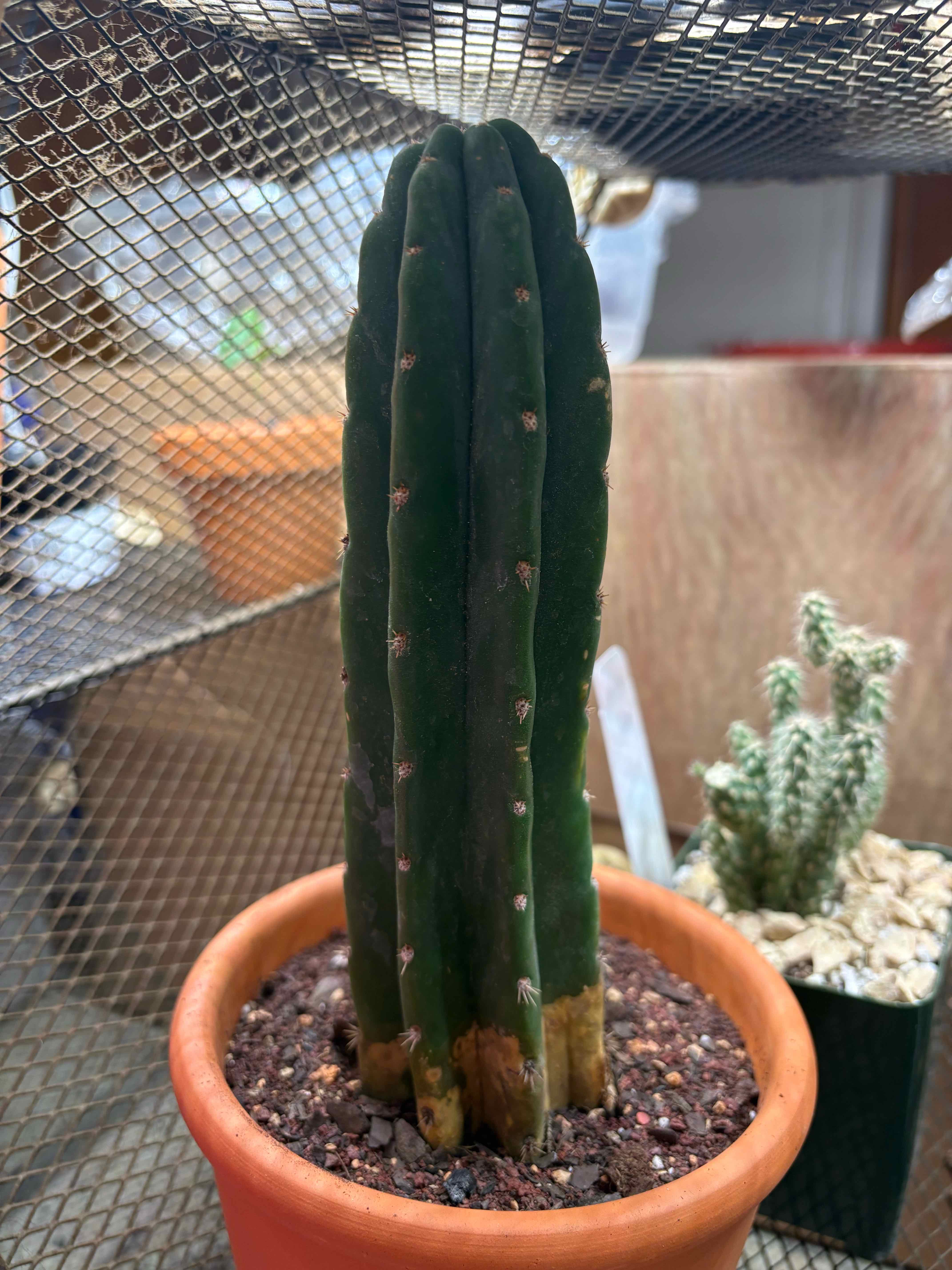Photo of the plant species San Pedro Cactus by @JhinBøt named Shaco on Greg, the plant care app