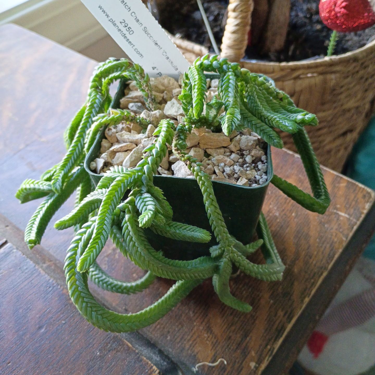 Photo of the plant species Giant Watch Chain by @JhinBøt named Ronaldo on Greg, the plant care app