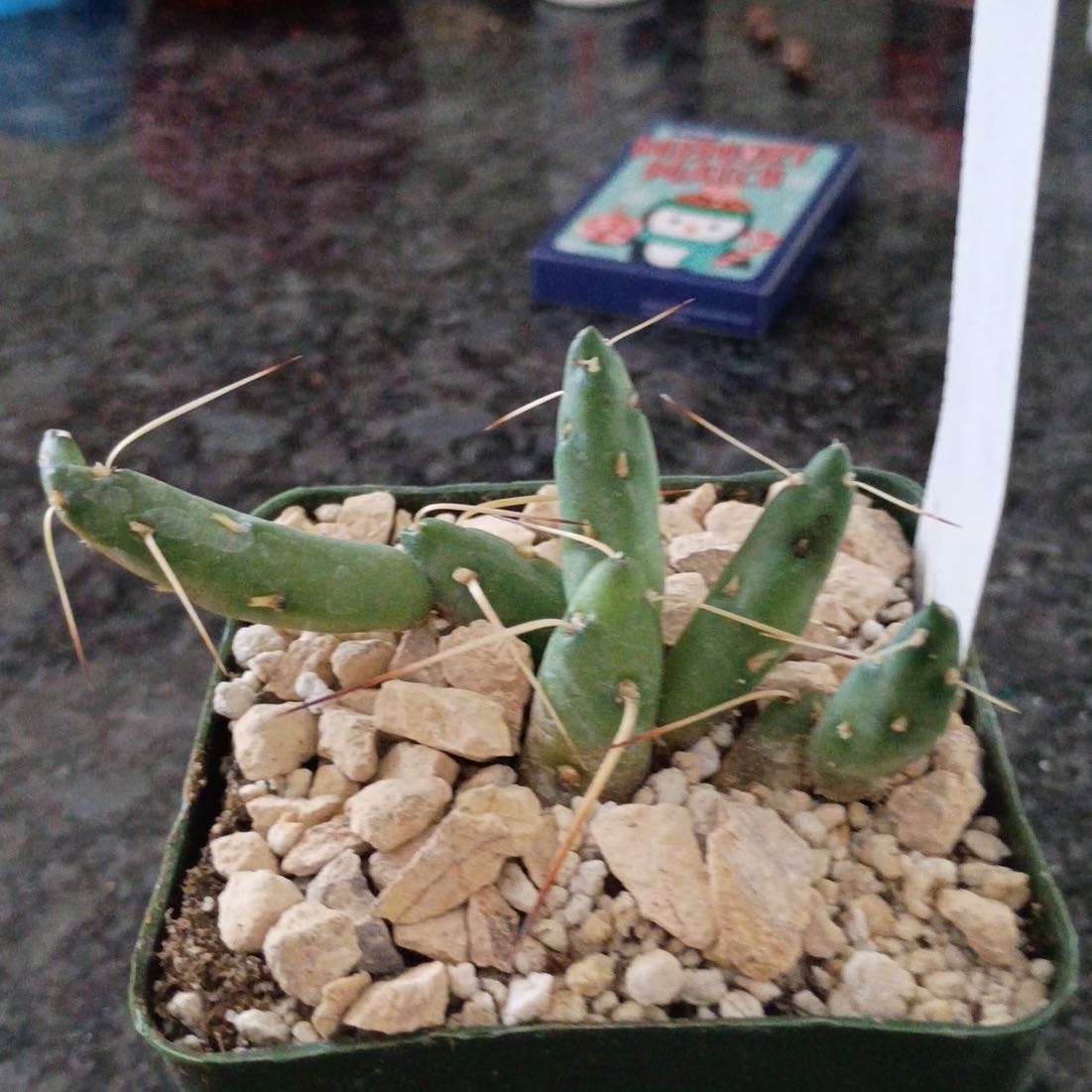 Photo of the plant species Copana Cactus by @JhinBøt named Sir Plancelot on Greg, the plant care app