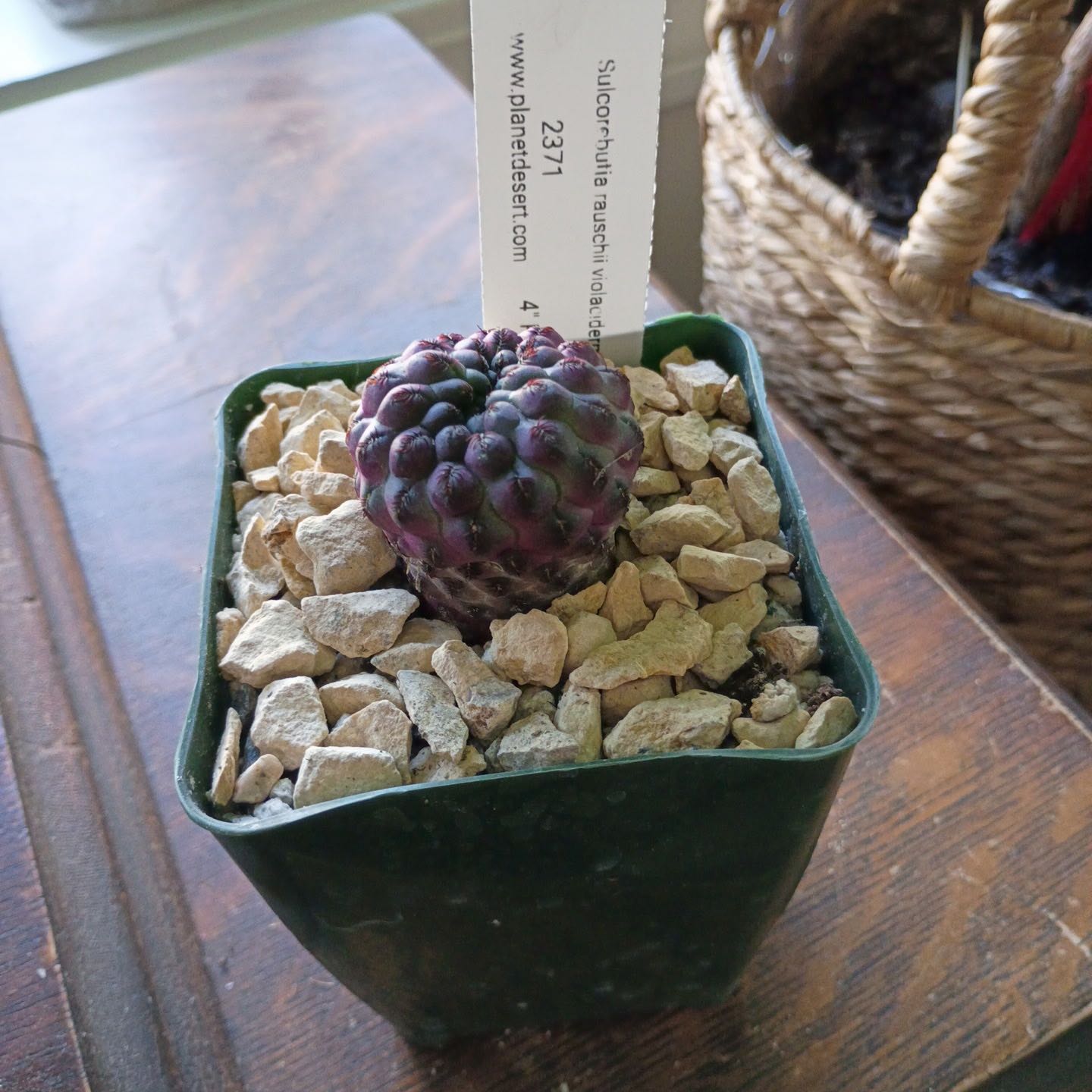 Photo of the plant species Violet Skin Cactus by @JhinBøt named Kylie on Greg, the plant care app