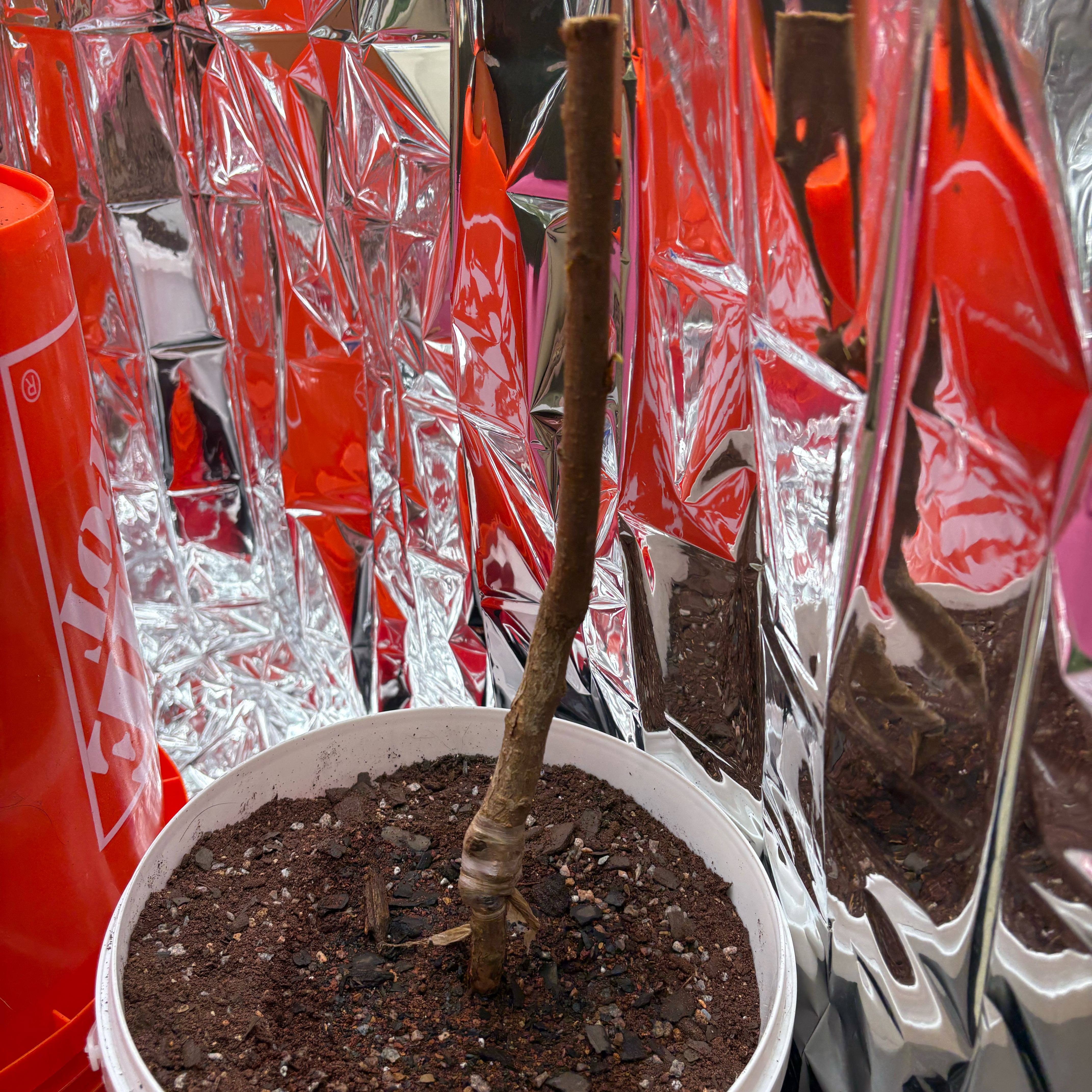 Photo of the plant species Jane Magnolia by @JhinBøt named Yuumi on Greg, the plant care app