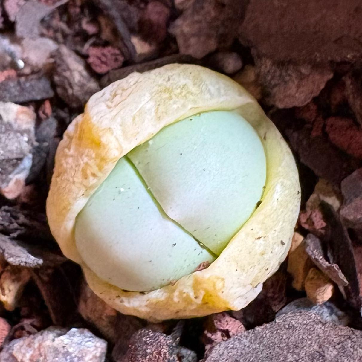 Photo of the plant species Living Stone by @JhinBøt named Spike Leaves on Greg, the plant care app