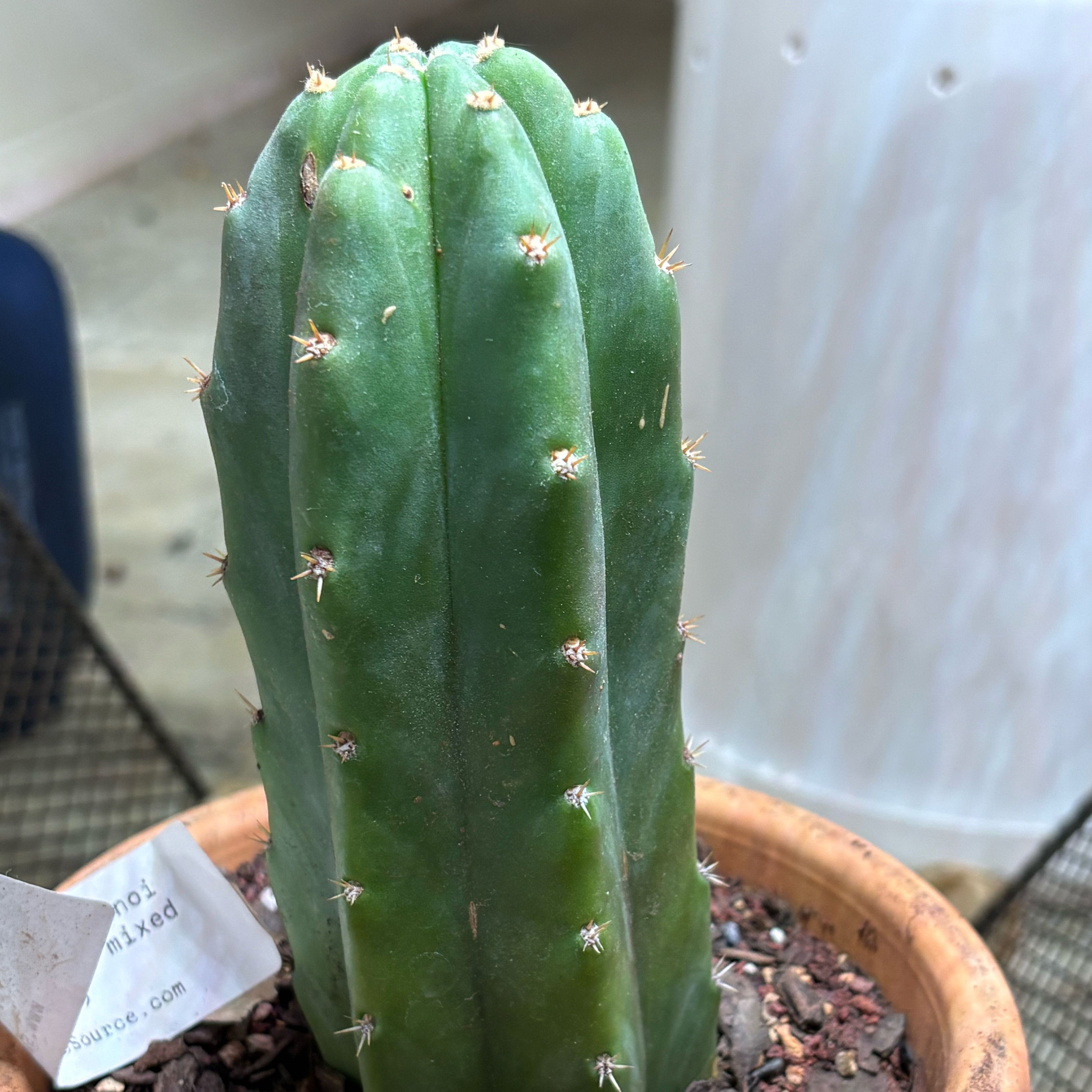 Photo of the plant species San Pedro Cactus by @JhinBøt named Neeko on Greg, the plant care app