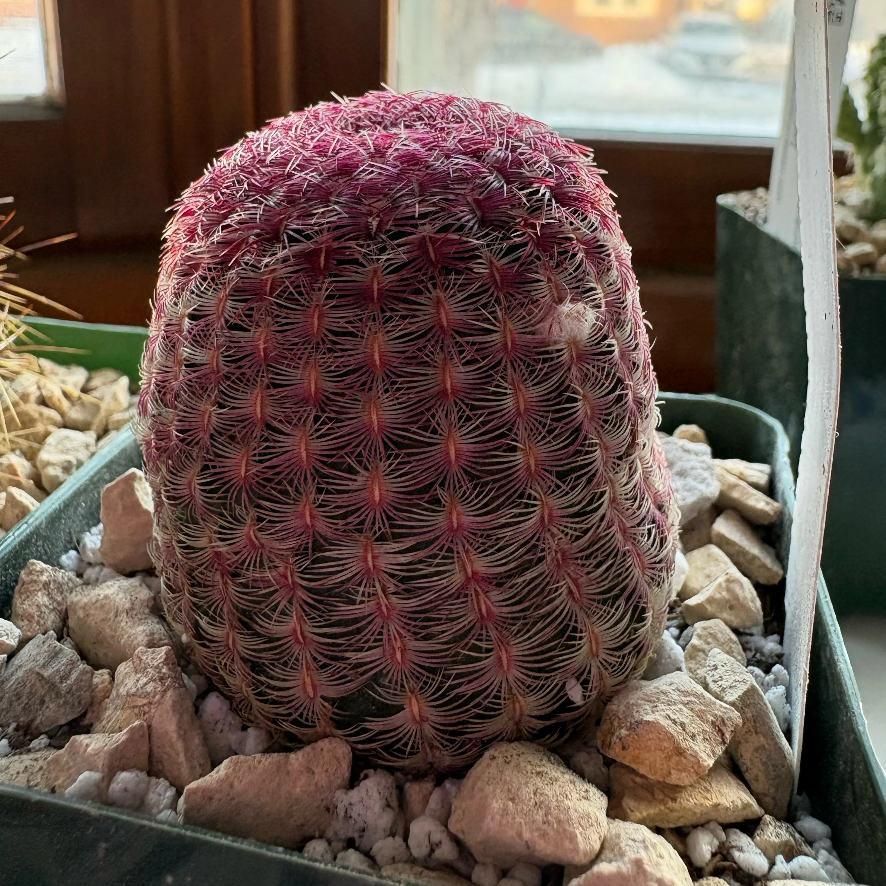 Photo of the plant species Rainbow Hedgehog Cactus 'Album' by @JhinBøt named Rammus on Greg, the plant care app
