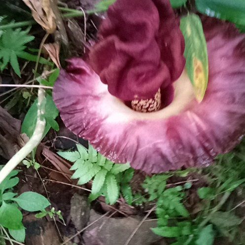 Photo of the plant species Elephant Foot Yam by @GivingCatpalm90 named Kylie on Greg, the plant care app