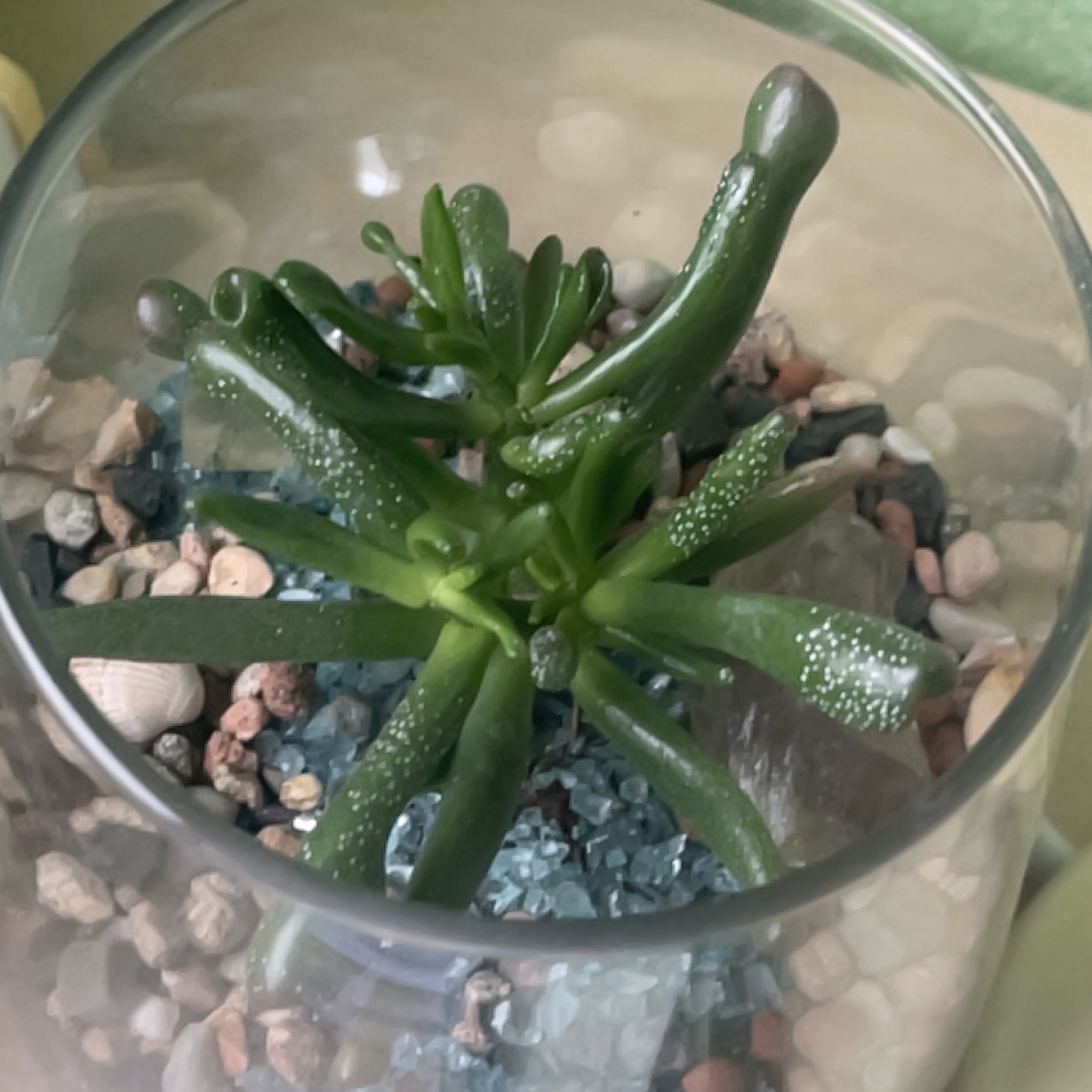 Photo of the plant species Ogre Ears by @MagicalDyebush4 named Kardashian on Greg, the plant care app