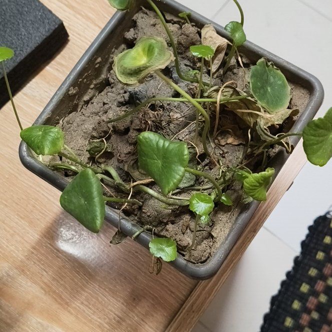 Photo of the plant species Manyflower Marshpennywort by @ArrestingJubaea named Elina on Greg, the plant care app