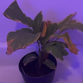 Photo of the plant species Orange Torch Ginger by @LucidTukauki84 named Planty on Greg, the plant care app