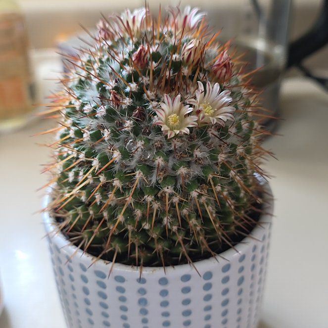 Photo of the plant species Strawberry Cactus by @TotallyOrpine50 named Stella on Greg, the plant care app