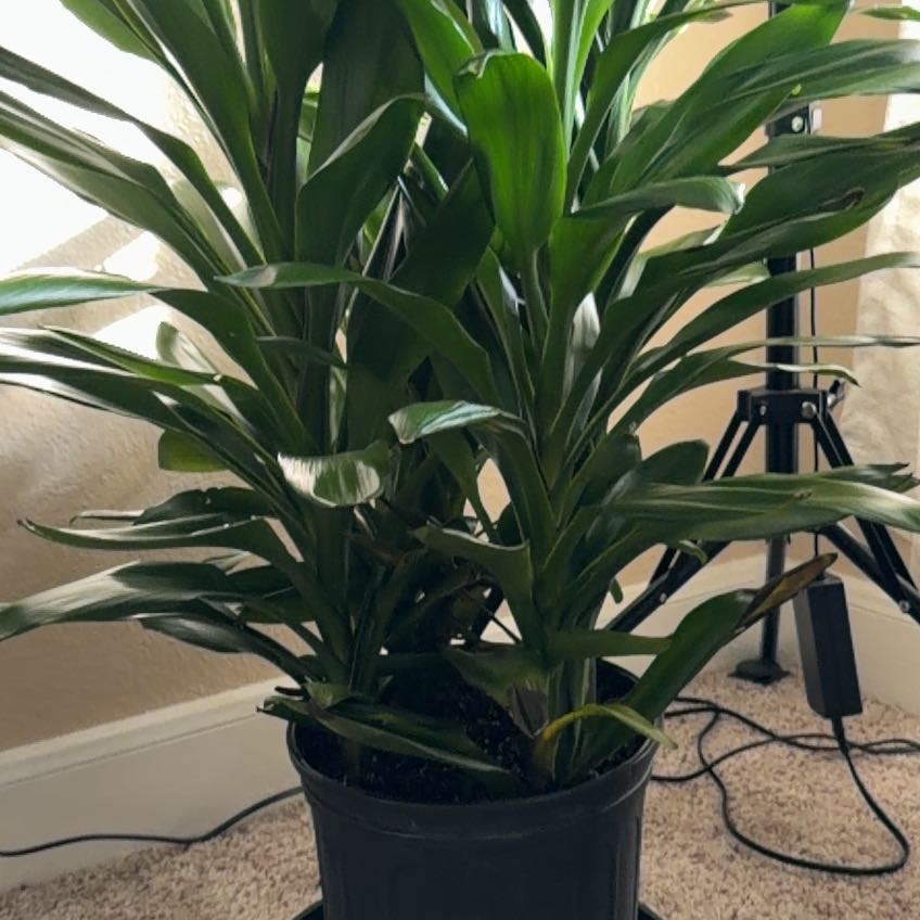 Photo of the plant species Cordyline Glauca by @DashingKaramu17 named Harper on Greg, the plant care app
