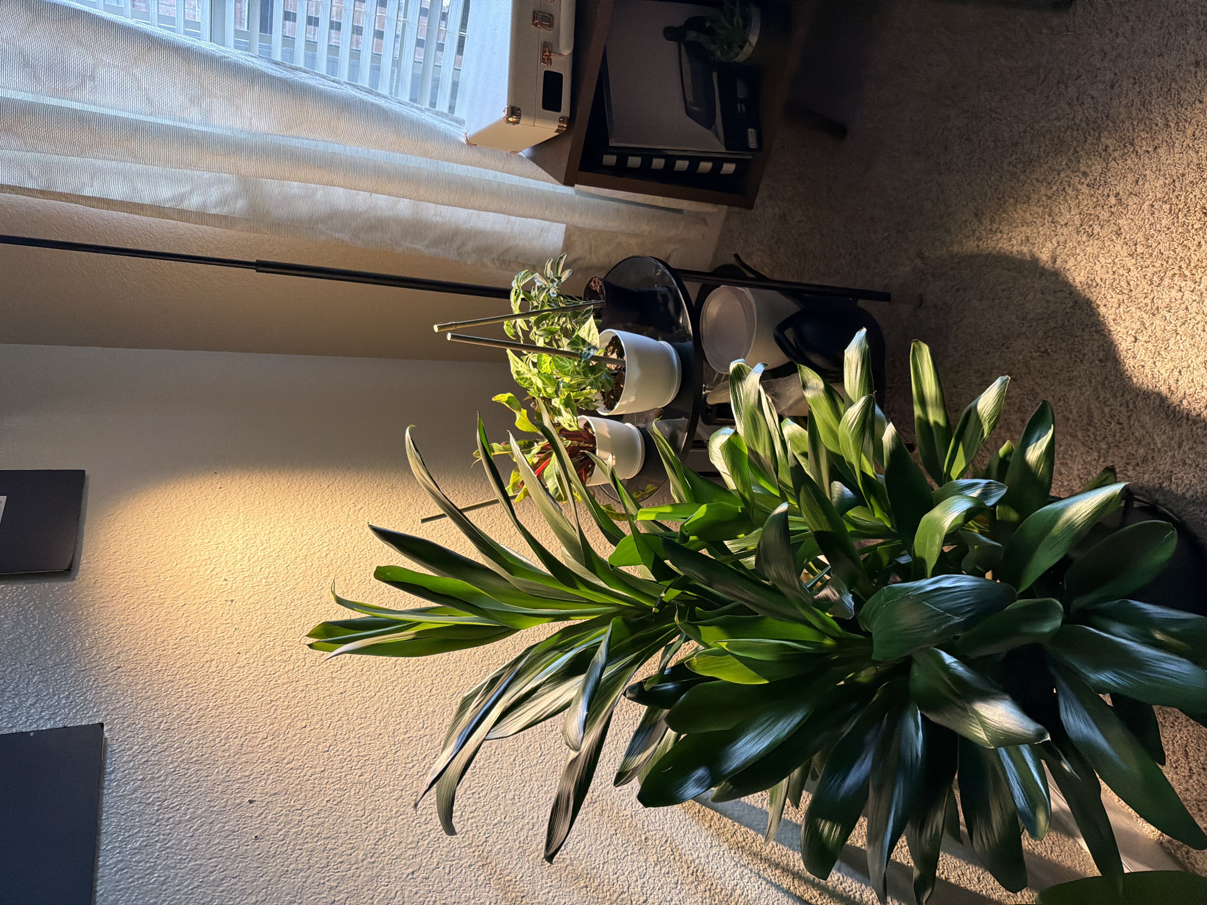 Photo from the post