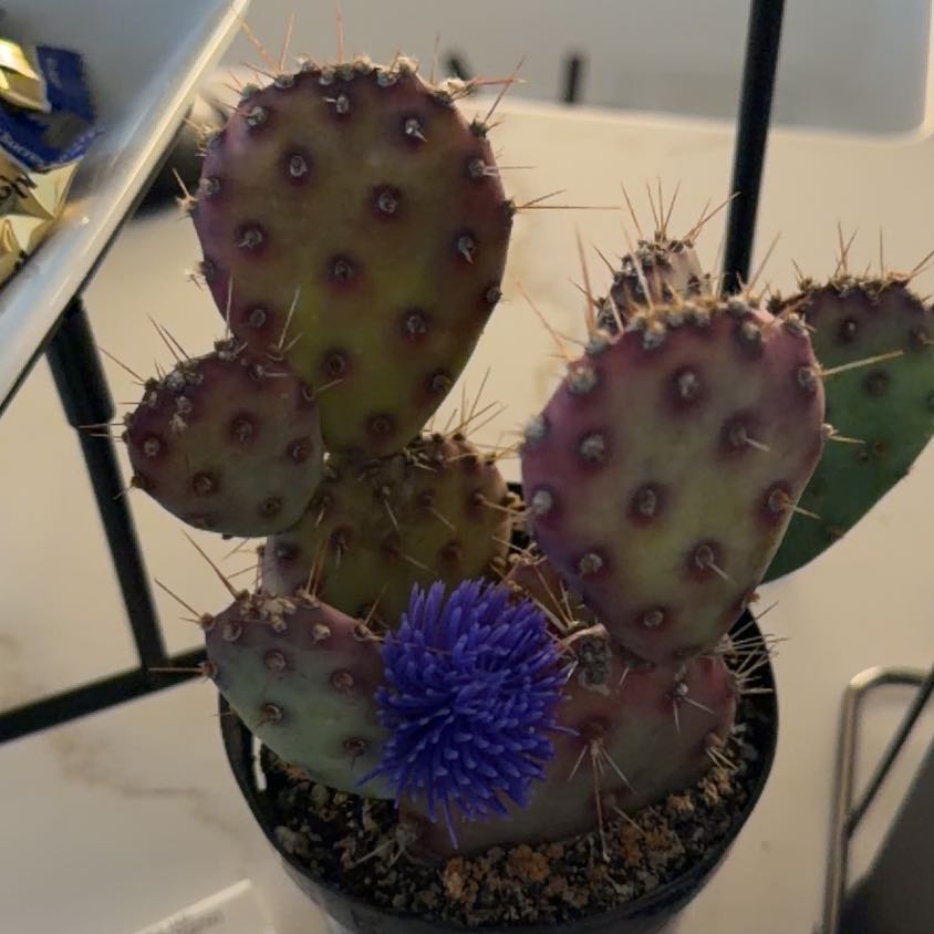 Photo of the plant species Coastal Pricklypear by @StatelyOnion19 named Athena on Greg, the plant care app