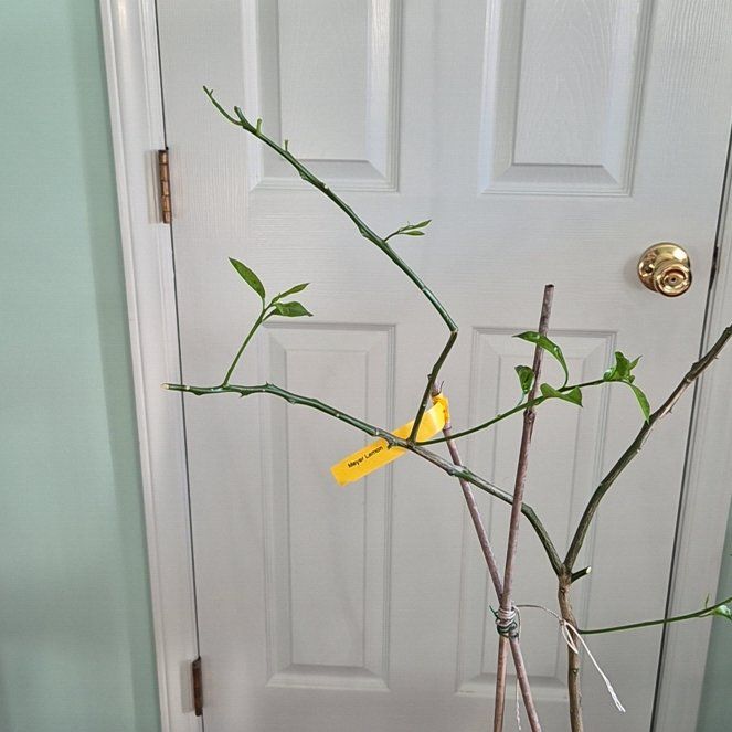 Photo of the plant species Meyer Lemon by @MasterAglaonema named Lemonie Cricket on Greg, the plant care app