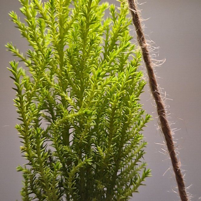 Photo of the plant species Lemon Cypress 'Goldcrest Wilma' by @MasterAglaonema named Elle on Greg, the plant care app