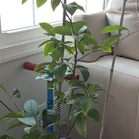 Photo of the plant species Dwarf Lemon Tree by @SmileyCalethea named Harry on Greg, the plant care app